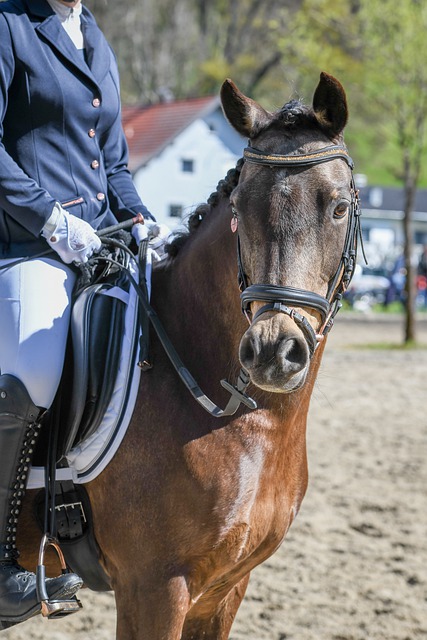 红牛系的成 红牛系的成